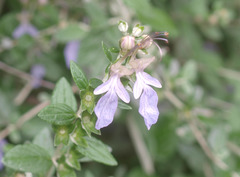 Teucrium fruticans
