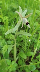 Nonea vesicaria