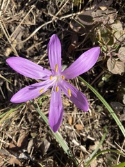 Colchicum bulbocodium