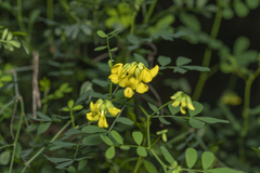 Hippocrepis emerus emeroides