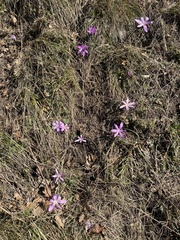 Colchicum bulbocodium