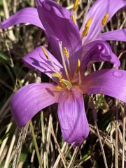 Colchicum bulbocodium