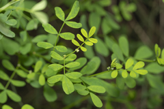 Hippocrepis emerus emeroides