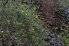 Hippocrepis emerus emeroides