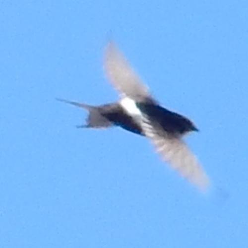 Vencejo cafre (Apus caffer)