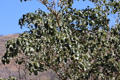 Ficus petiolaris