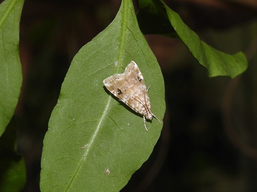 Cabbage Budworm Moth photo 2
