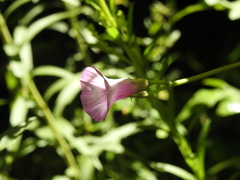 Ipomoea grandifolia
