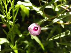 Ipomoea grandifolia