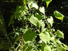 Ipomoea grandifolia