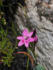 Thereianthus minutus