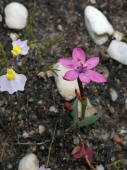 Thereianthus minutus