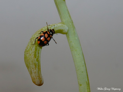 Eriopis serrai