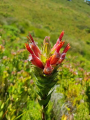 Mimetes capitulatus