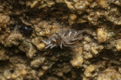 Proasellus coxalis