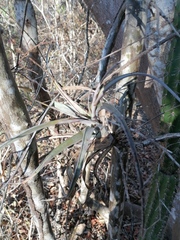 Tillandsia huamelulaensis