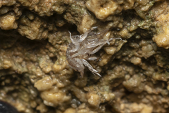 Proasellus coxalis
