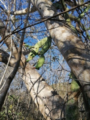 Opuntia karwinskiana