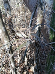 Tillandsia huamelulaensis