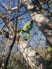 Opuntia karwinskiana
