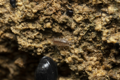 Proasellus coxalis