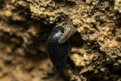Proasellus coxalis