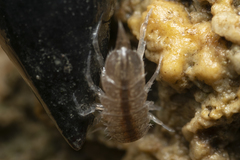 Proasellus coxalis