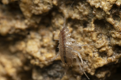 Proasellus coxalis