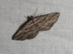 Chrysolarentia severata