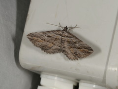 Chrysolarentia severata