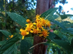 Calea urticifolia