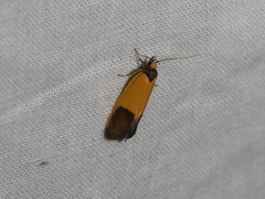 Merocroca automima