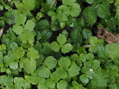 Ranunculus cantoniensis