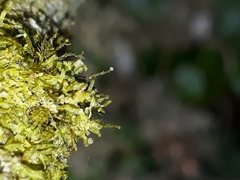 Tetraphidopsis pusilla