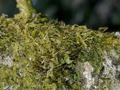 Tetraphidopsis pusilla