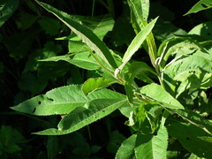 Vernonanthura tweedieana