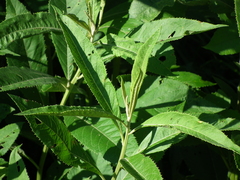 Vernonanthura tweedieana
