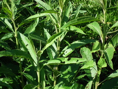 Vernonanthura tweedieana