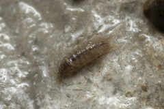 Proasellus coxalis