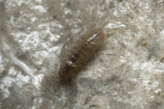 Proasellus coxalis