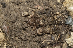 Pachyiulus asiaeminoris