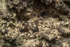 Chaetophiloscia elongata