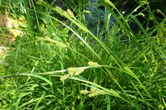 Carex augustinowiczii