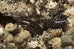 Chaetophiloscia elongata