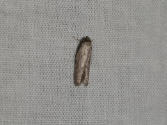 Oecophorinae
