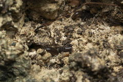Chaetophiloscia elongata
