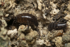 Chaetophiloscia elongata
