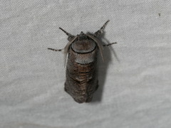 Culama suffusca