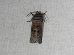 Culama suffusca
