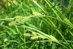 Carex augustinowiczii